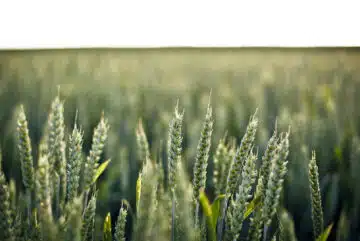 Le ray-grass sur blé : une solution durable pour une agriculture prospère